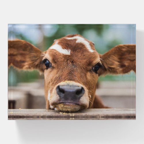 Cutest Baby Animals  Little Cow Calf Paperweight