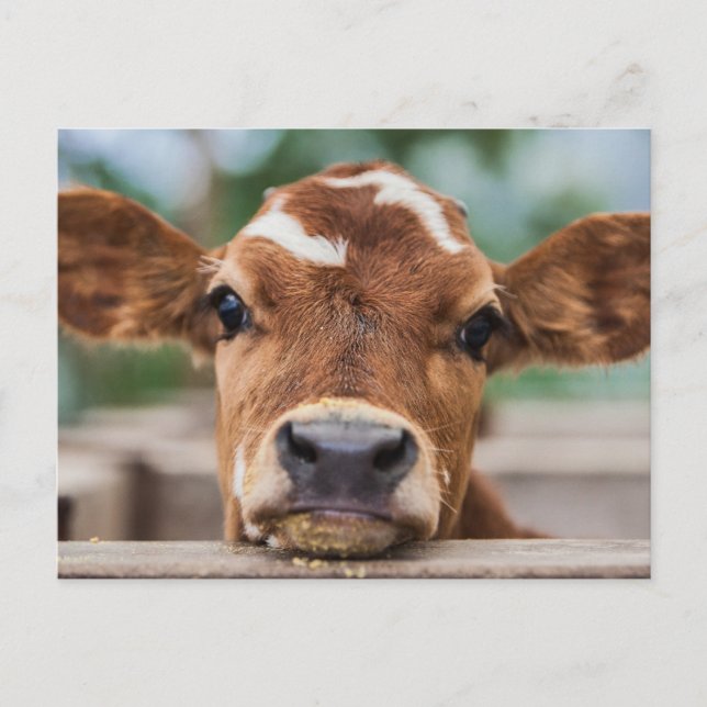 Cutest Baby Animals | Little Cow Calf Postcard (Front)