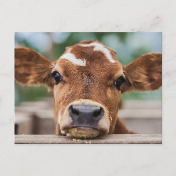 Cutest Baby Animals | Little Cow Calf Postcard by cutestbabyanimals at Zazzle