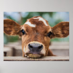 Cutest Baby Animals | Little Cow Calf Poster at Zazzle