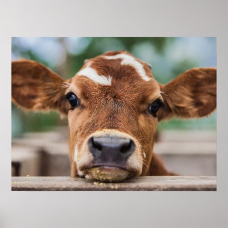 Cutest Baby Animals | Little Cow Calf Poster