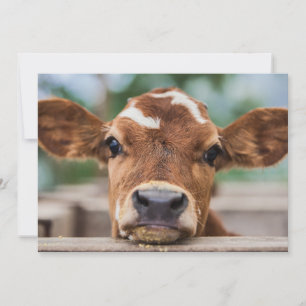 Cutest Baby Animals Little Cow Calf Thank You Card