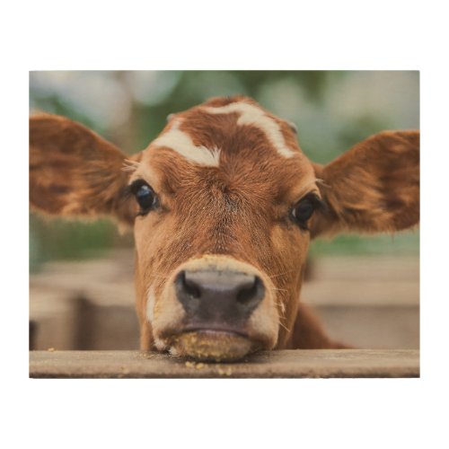 Cutest Baby Animals  Little Cow Calf Wood Wall Art