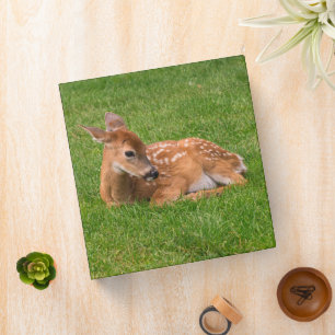 Cutest Baby Animals Little Fawn 3 Ring Binder