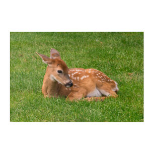 Cutest Baby Animals   Little Fawn Acrylic Print