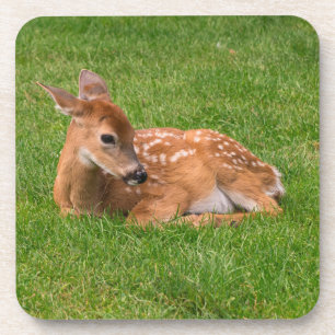 Cutest Baby Animals   Little Fawn Beverage Coaster