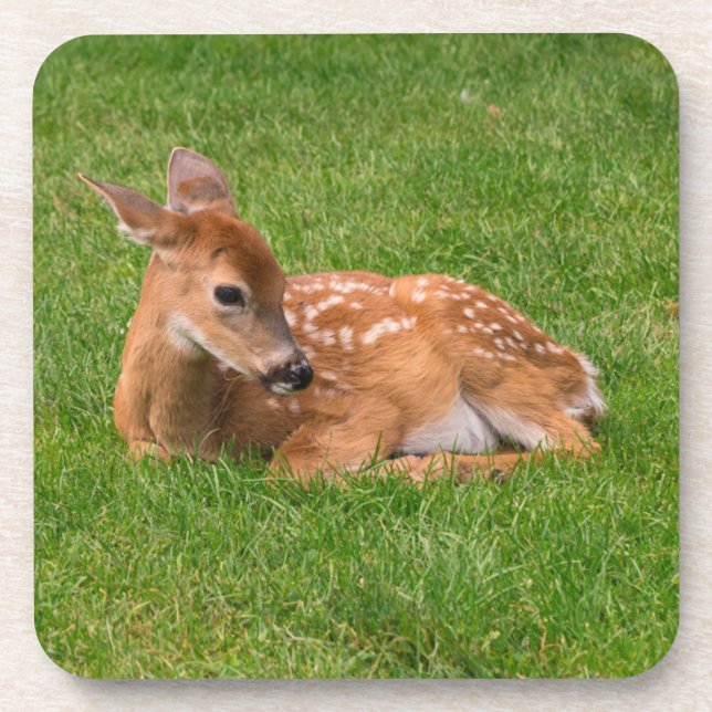 Cutest Baby Animals | Little Fawn Beverage Coaster (Front)