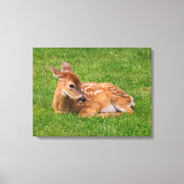 Cutest Baby Animals | Little Fawn Canvas Print (Front)