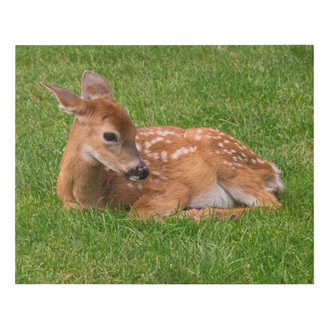 Cutest Baby Animals | Little Fawn Faux Canvas Print (Front)
