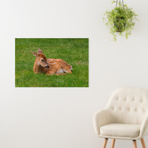 Cutest Baby Animals   Little Fawn Foam Board
