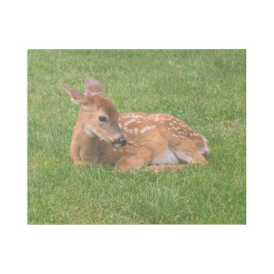 Cutest Baby Animals Little Fawn Gallery Wrap