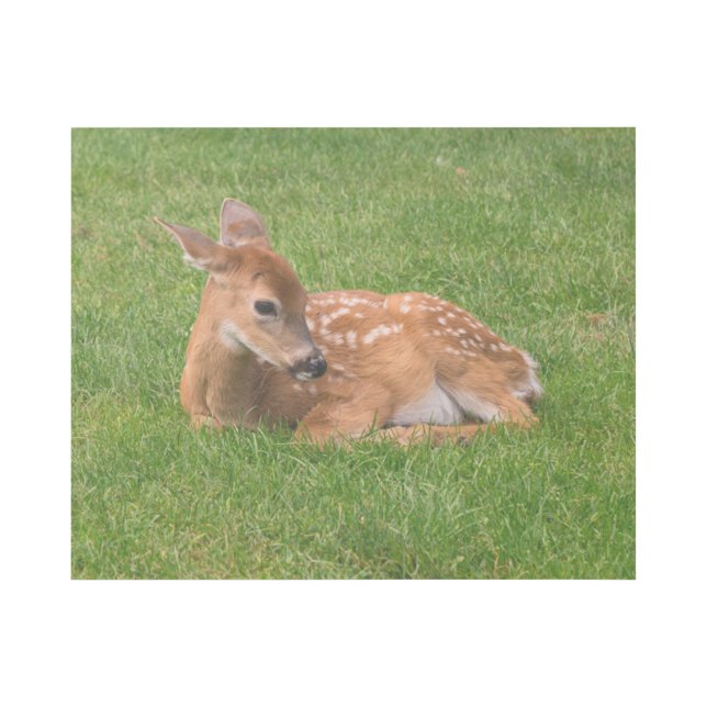 Cutest Baby Animals | Little Fawn Gallery Wrap (Front)