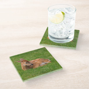 Cutest Baby Animals Little Fawn Glass Coaster