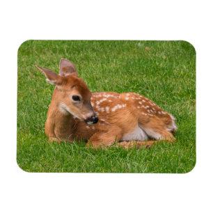Cutest Baby Animals   Little Fawn Magnet
