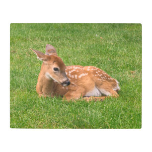 Cutest Baby Animals   Little Fawn Metal Print