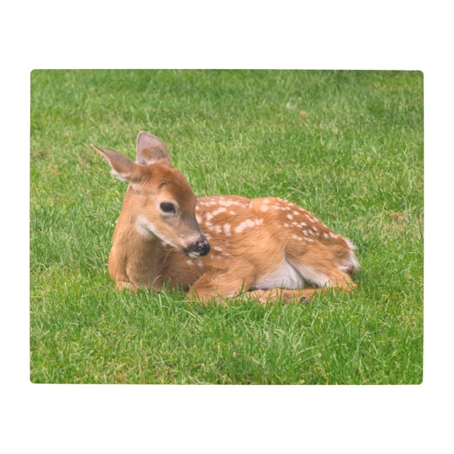 Cutest Baby Animals | Little Fawn Metal Print (Front)