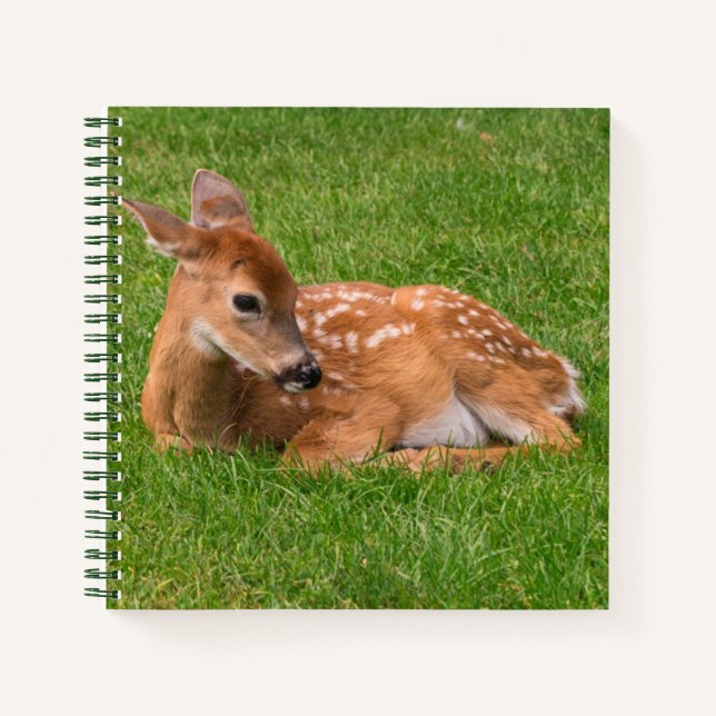 Cutest Baby Animals | Little Fawn Notebook (Front)