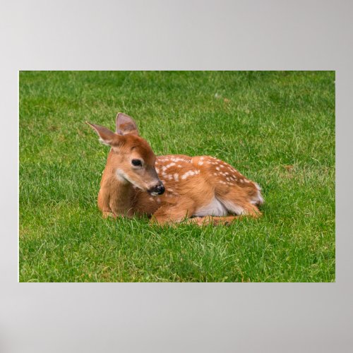 Cutest Baby Animals  Little Fawn Poster