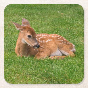 Cutest Baby Animals Little Fawn Square Paper Coaster
