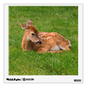 Cutest Baby Animals   Little Fawn Wall Decal