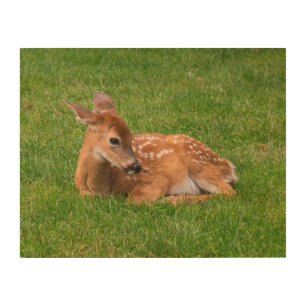 Cutest Baby Animals   Little Fawn Wood Wall Art