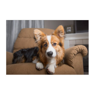 Cutest Baby Animals Long Hair Corgi Puppy Acrylic Print