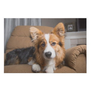 Cutest Baby Animals Long Hair Corgi Puppy Faux Canvas Print