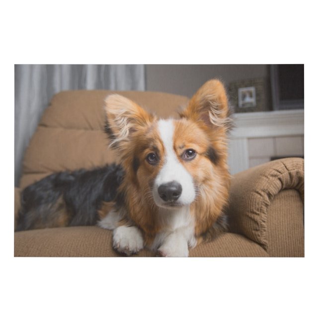 Cutest Baby Animals | Long Hair Corgi Puppy Faux Canvas Print (Front)
