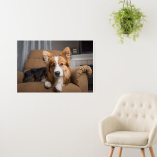 Cutest Baby Animals Long Hair Corgi Puppy Foam Board