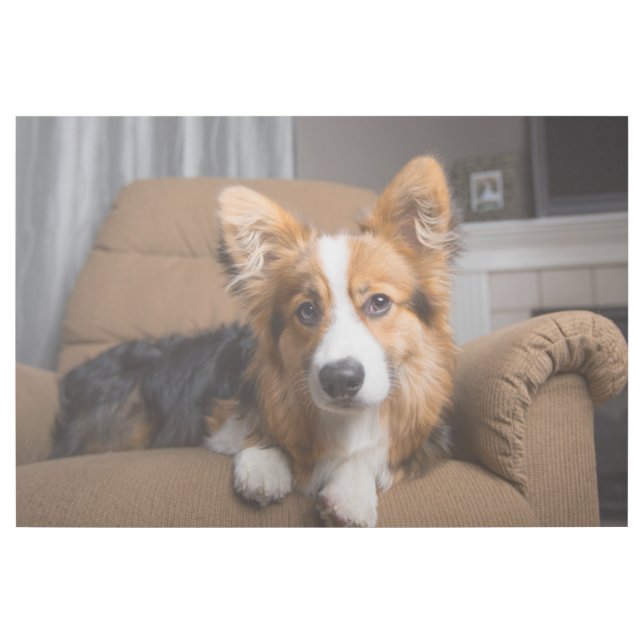 Cutest Baby Animals | Long Hair Corgi Puppy Gallery Wrap (Front)
