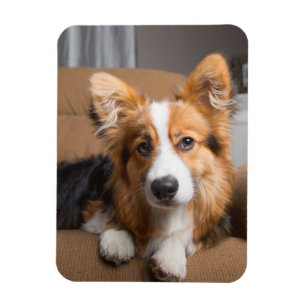 Cutest Baby Animals Long Hair Corgi Puppy Magnet