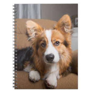 Cutest Baby Animals   Long Hair Corgi Puppy Notebook