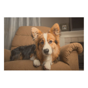Cutest Baby Animals   Long Hair Corgi Puppy Wood Wall Art