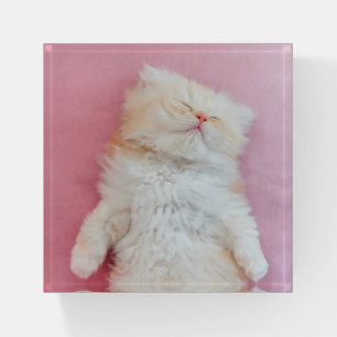 Cutest Baby Animals   Lovely Kitten Sleeping Paperweight