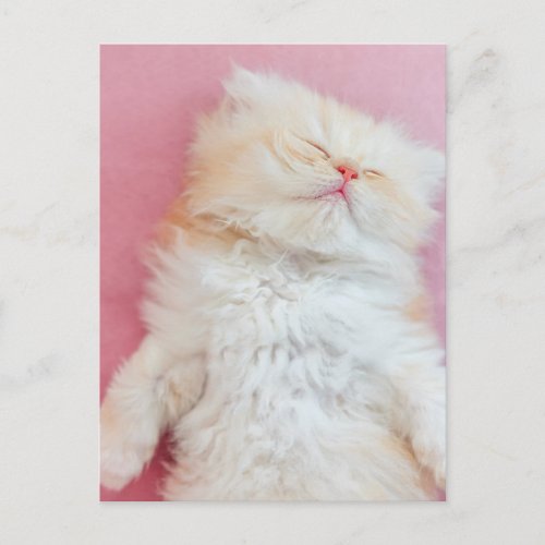 Cutest Baby Animals  Lovely Kitten Sleeping Postcard