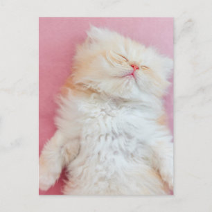 Cutest Baby Animals   Lovely Kitten Sleeping Postcard