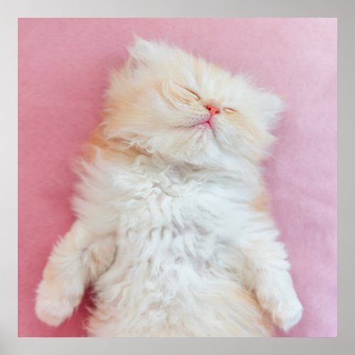 Cutest Baby Animals  Lovely Kitten Sleeping Poster