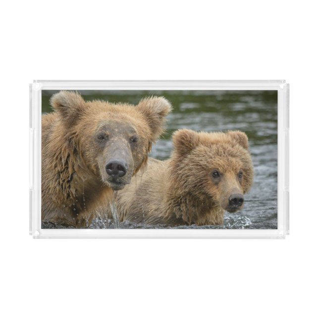 Cutest Baby Animals | Mama Bear & Her Cubs Acrylic Tray (Front)
