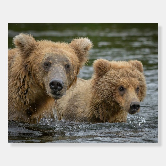 Cutest Baby Animals | Mama Bear & Her Cubs Foam Board (Front)