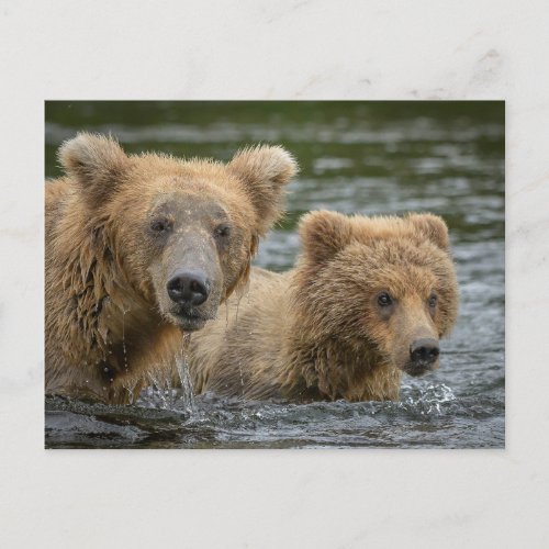 Cutest Baby Animals  Mama Bear  Her Cubs Postcard