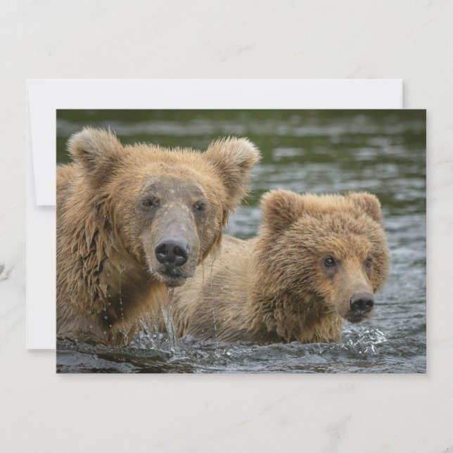 Cutest Baby Animals | Mama Bear & Her Cubs Thank You Card (Front)