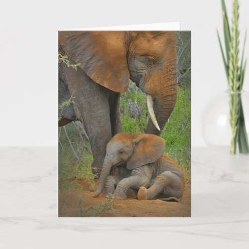 Cutest Baby Animals  Mama Elephant  Baby Card