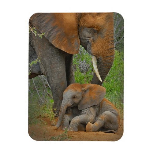 Cutest Baby Animals  Mama Elephant  Baby Magnet