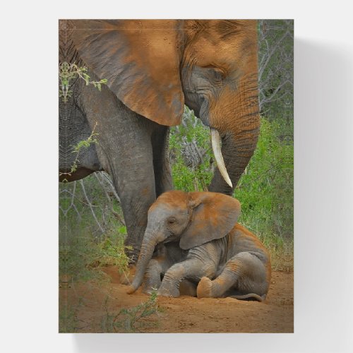 Cutest Baby Animals  Mama Elephant  Baby Paperweight