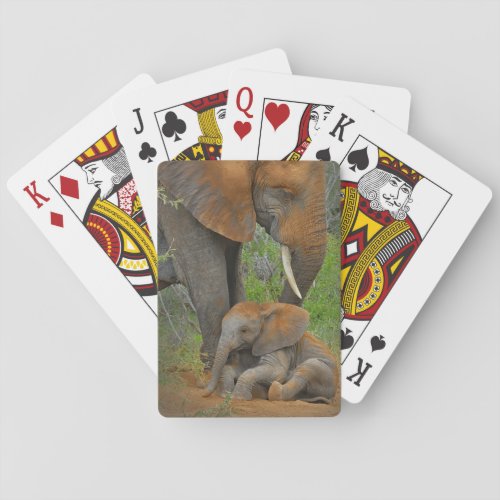 Cutest Baby Animals  Mama Elephant  Baby Playing Cards