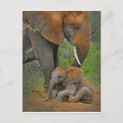 Cutest Baby Animals  Mama Elephant  Baby Postcard