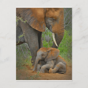 Cutest Baby Animals   Mama Elephant & Baby Postcard