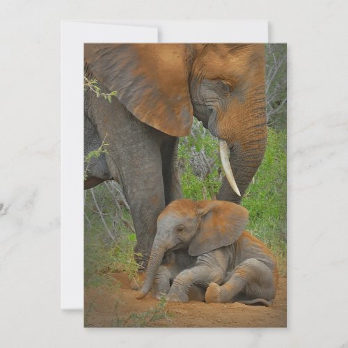 Cutest Baby Animals  Mama Elephant  Baby Thank You Card