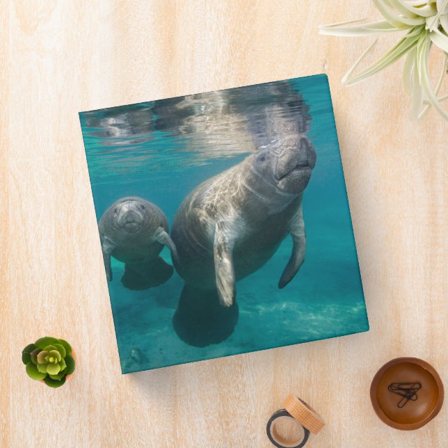 Cutest Baby Animals | Manatee & Baby 3 Ring Binder (In Situ)