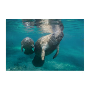 Cutest Baby Animals   Manatee & Baby Acrylic Print